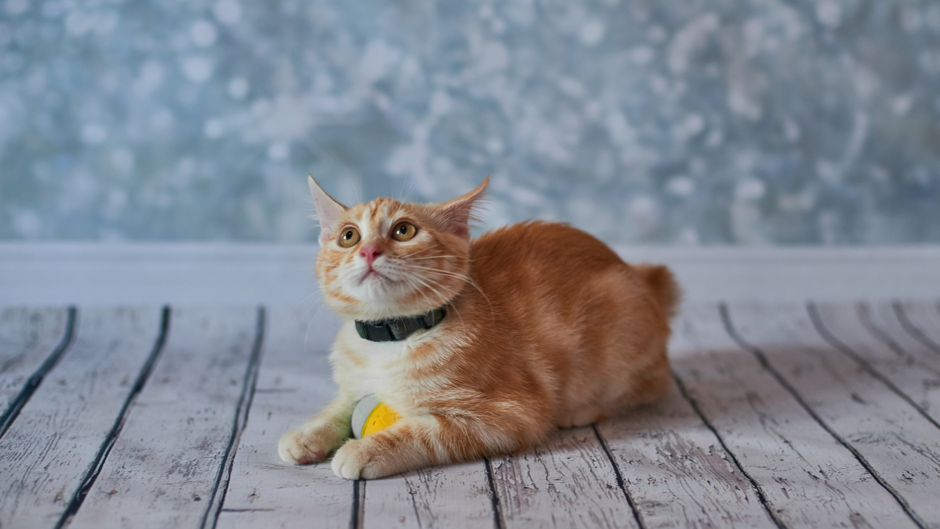 Amerikan Bobtail Kedisi Özellikleri ve Bakımı
