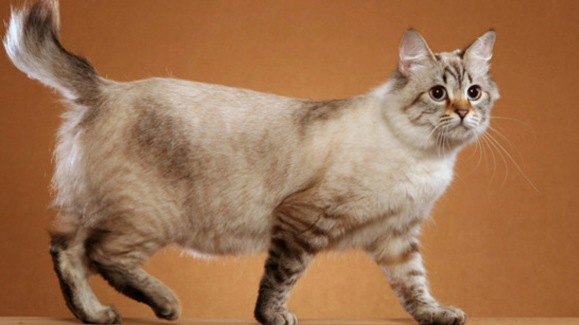 Amerikan Bobtail Kedisi Özellikleri ve Bakımı