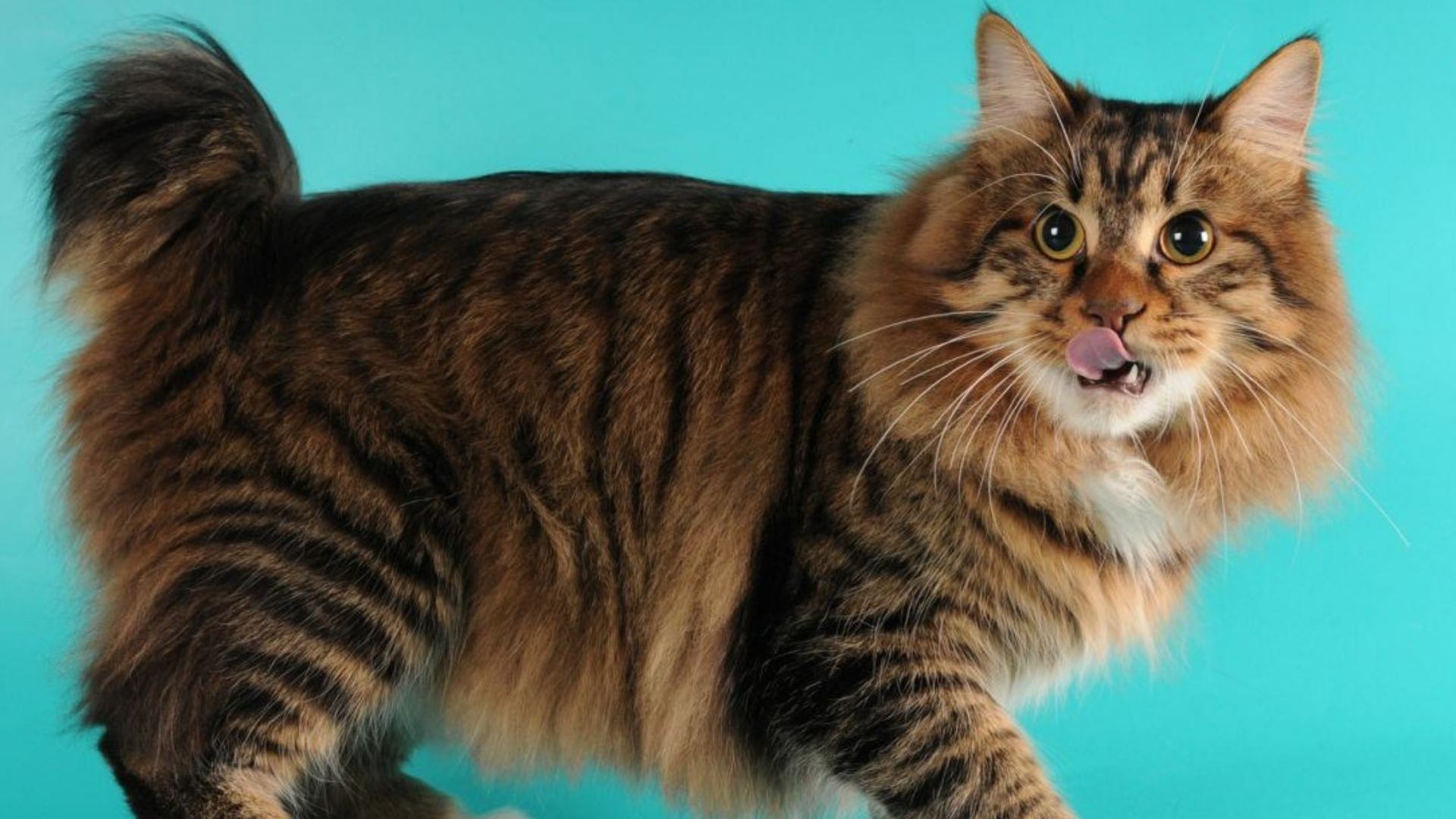 Amerikan Bobtail Kedisi Özellikleri ve Bakımı