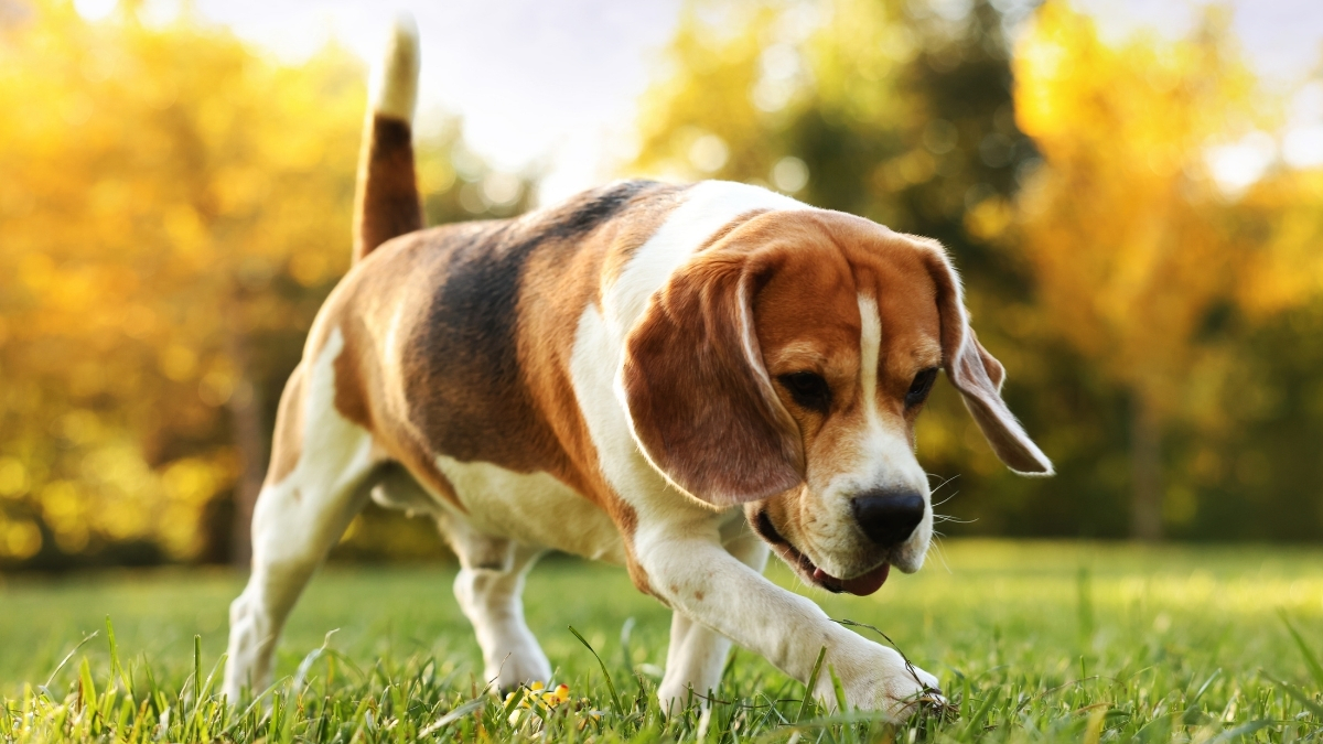 Beagle Köpeği Özellikleri ve Bakımı