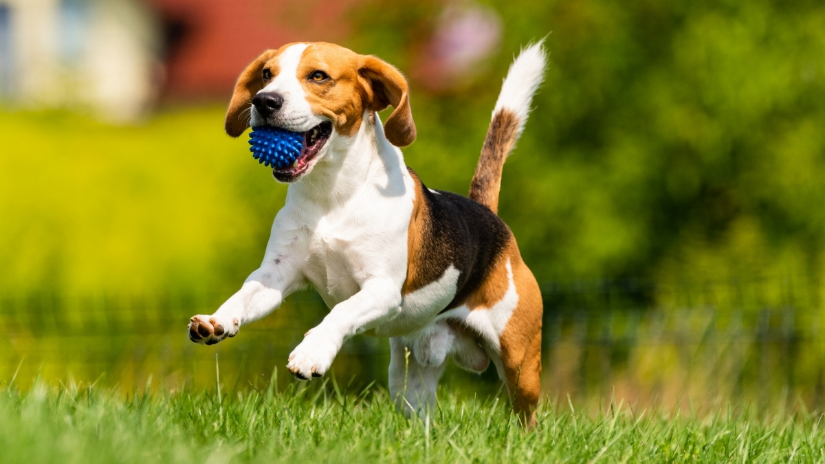 Beagle Köpeği Özellikleri ve Bakımı