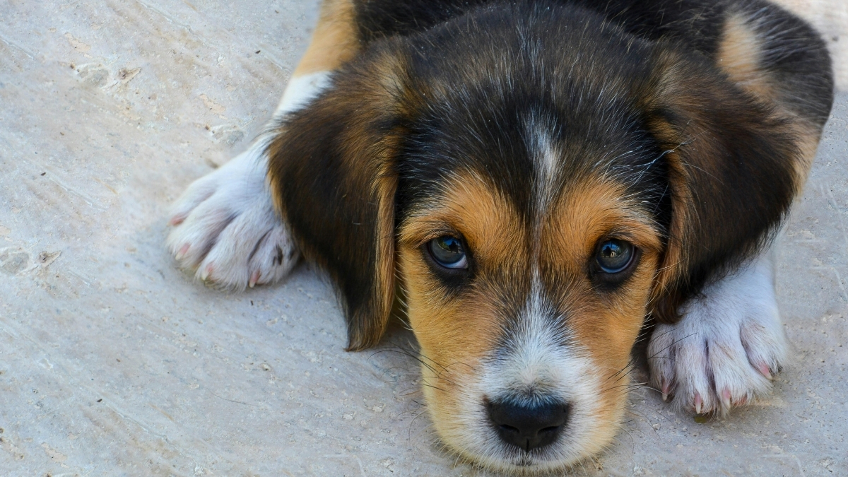 Beagle Köpeği Özellikleri ve Bakımı