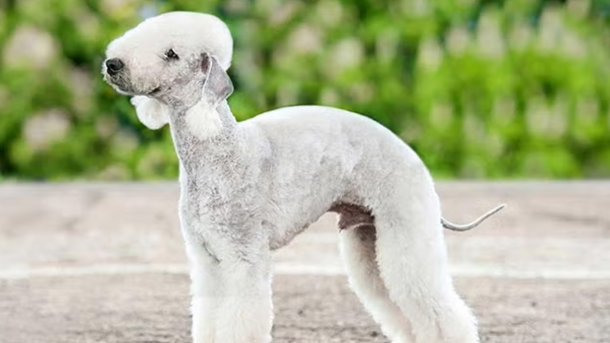 Bedlington Terrier Köpek Irkı Özellikleri ve Bakımı