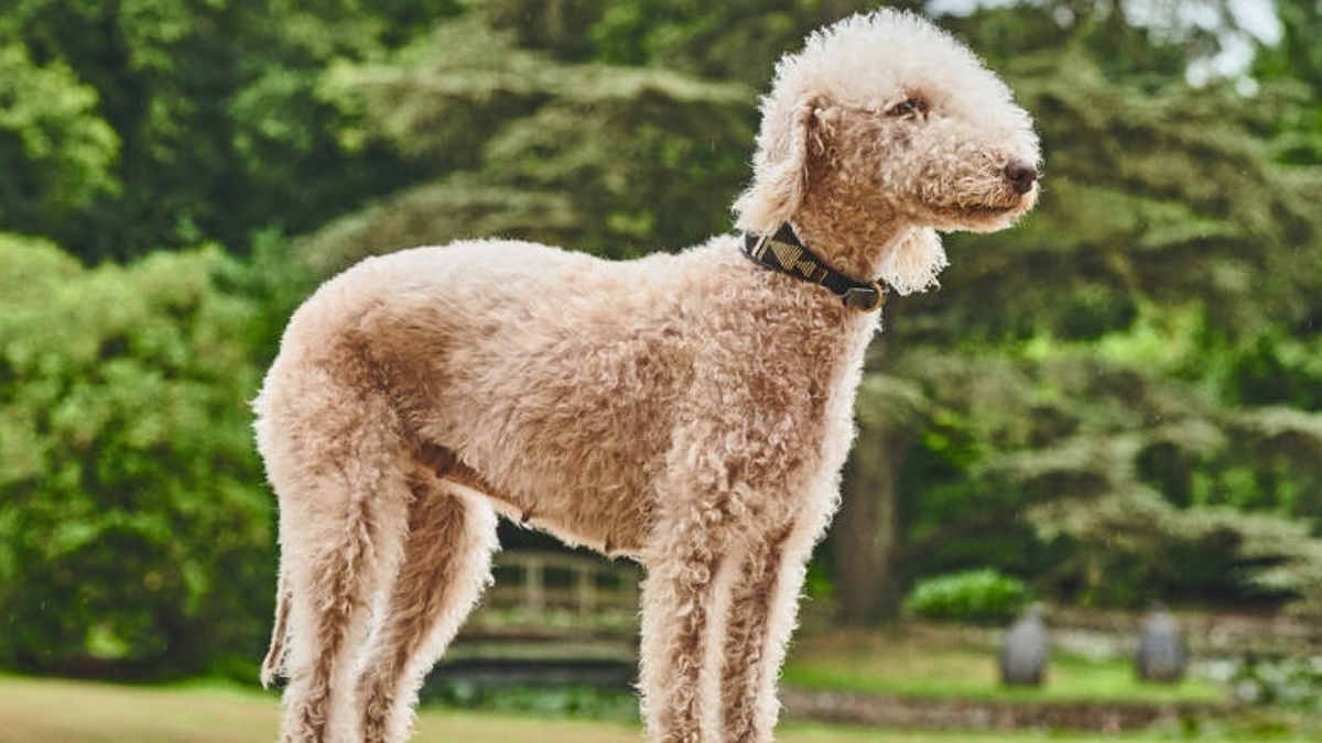 Bedlington Terrier Köpek Irkı Özellikleri ve Bakımı
