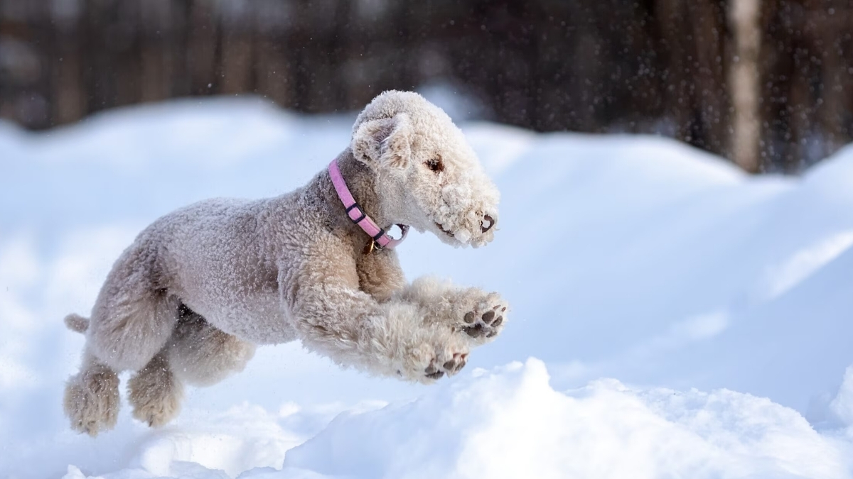 Bedlington Terrier Köpek Irkı Özellikleri ve Bakımı