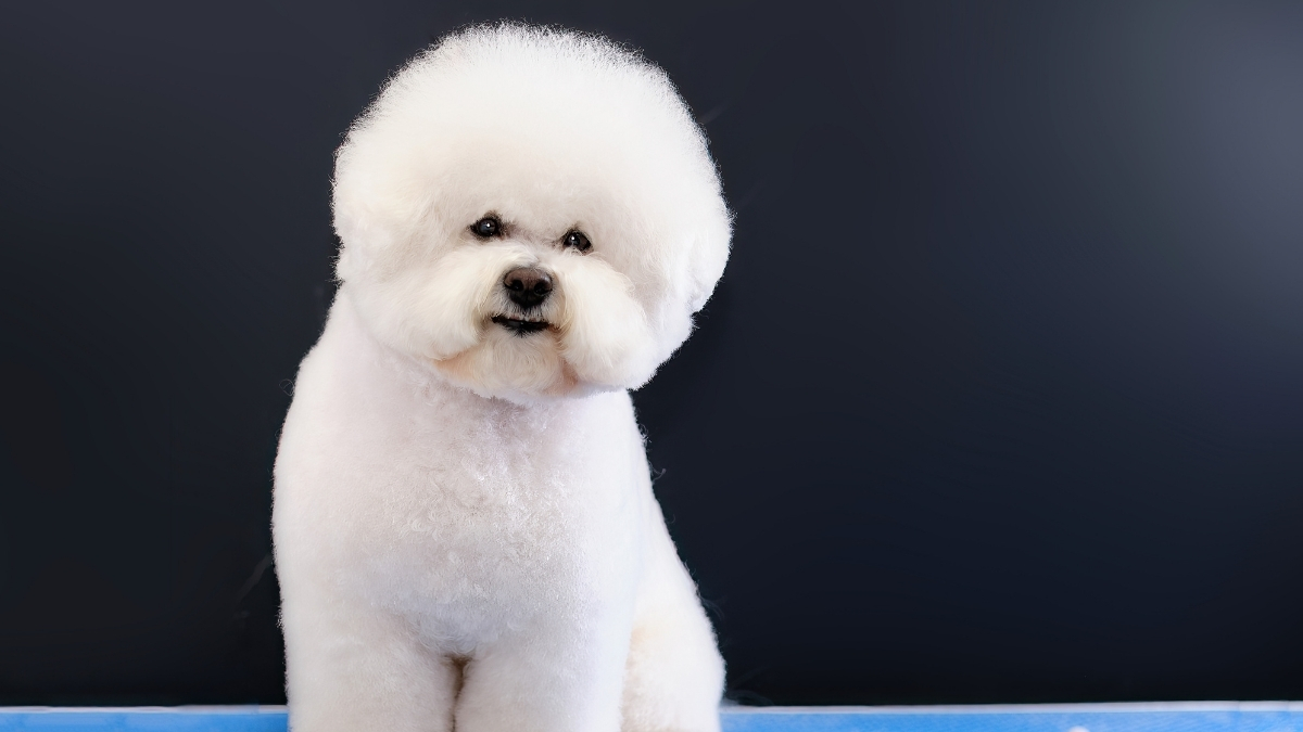 Bichon Frisé (Bişon Çuha) Köpek Irkı Özellikleri ve Bakımı