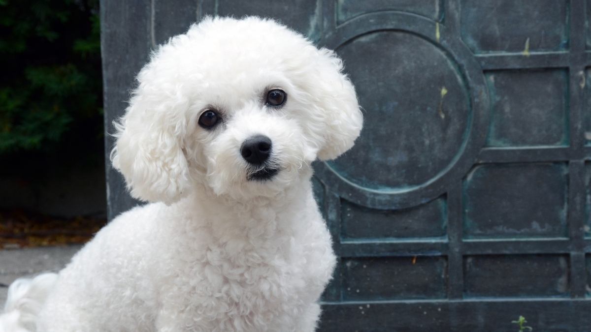 Bichon Frisé (Bişon Çuha) Köpek Irkı Özellikleri ve Bakımı