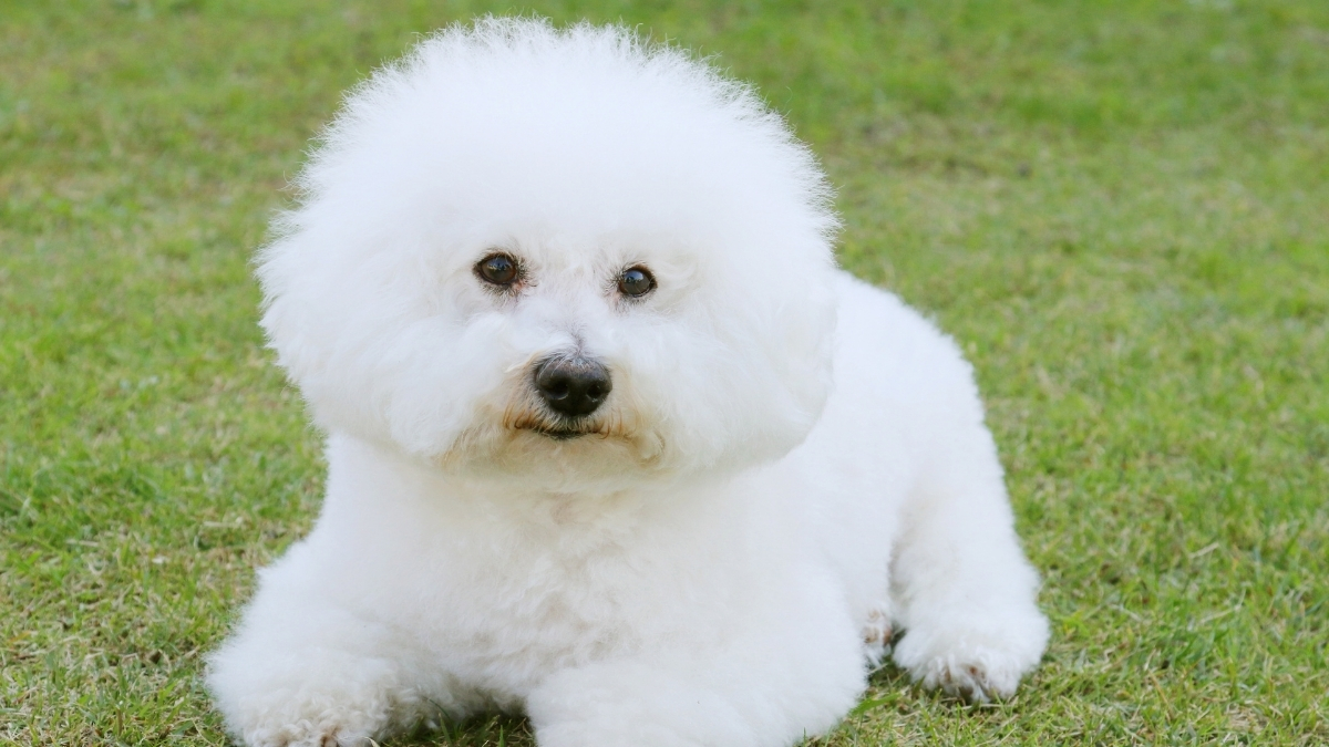Bichon Frisé (Bişon Çuha) Köpek Irkı Özellikleri ve Bakımı