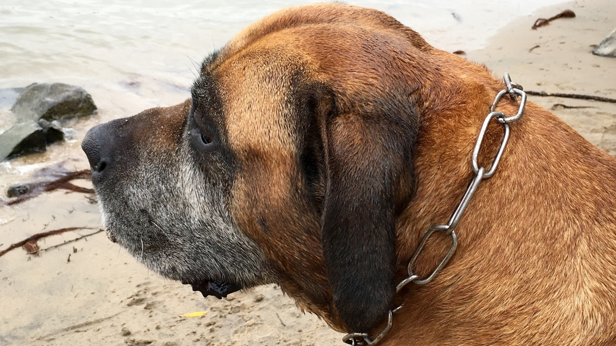 Boerboel (Güney Afrika Mastifi) Köpek Irkı Özellikleri ve Bakımı