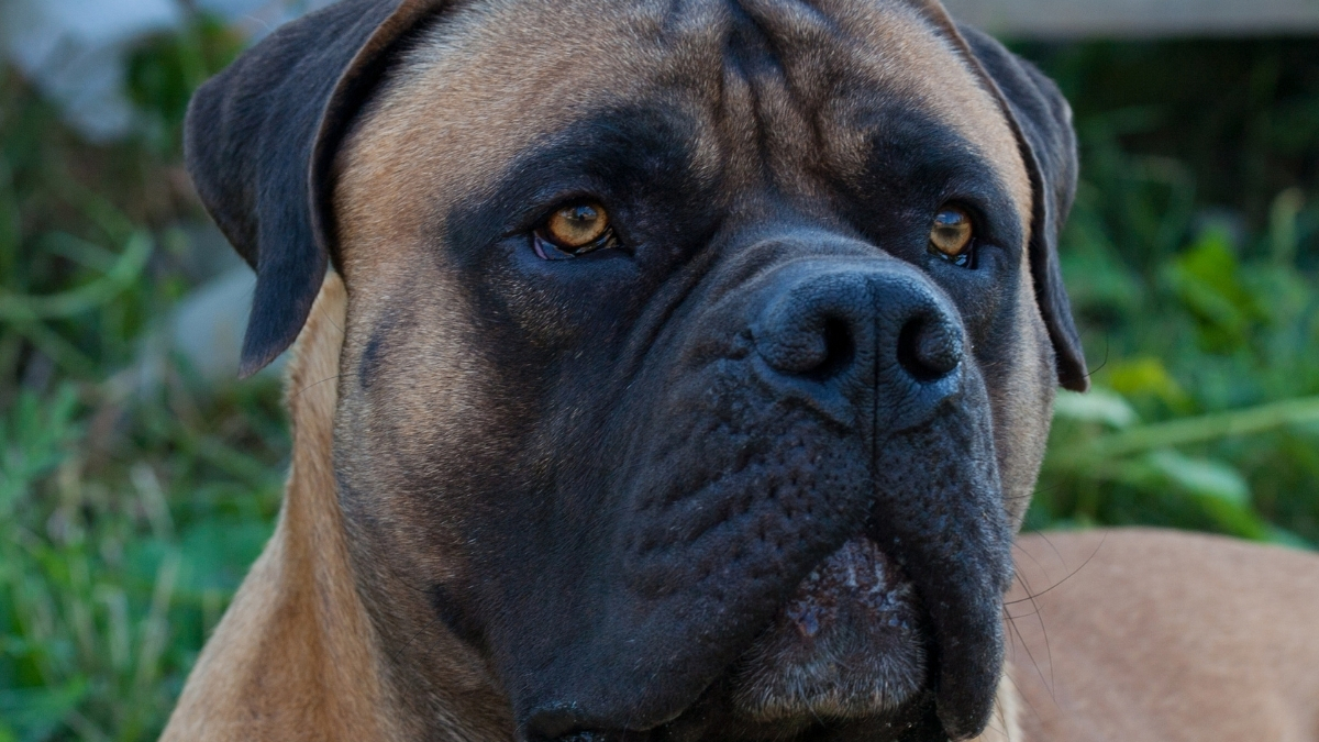 Boerboel (Güney Afrika Mastifi) Köpek Irkı Özellikleri ve Bakımı