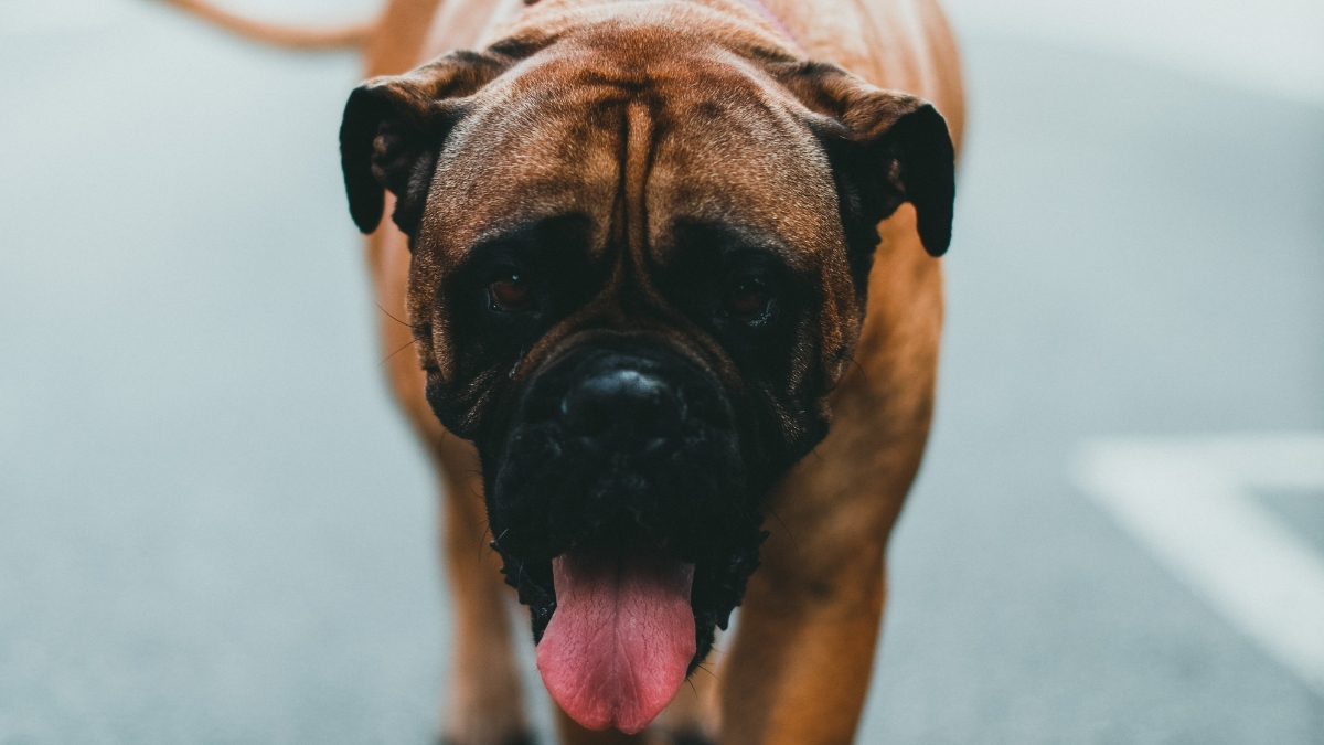 Boerboel (Güney Afrika Mastifi) Köpek Irkı Özellikleri ve Bakımı