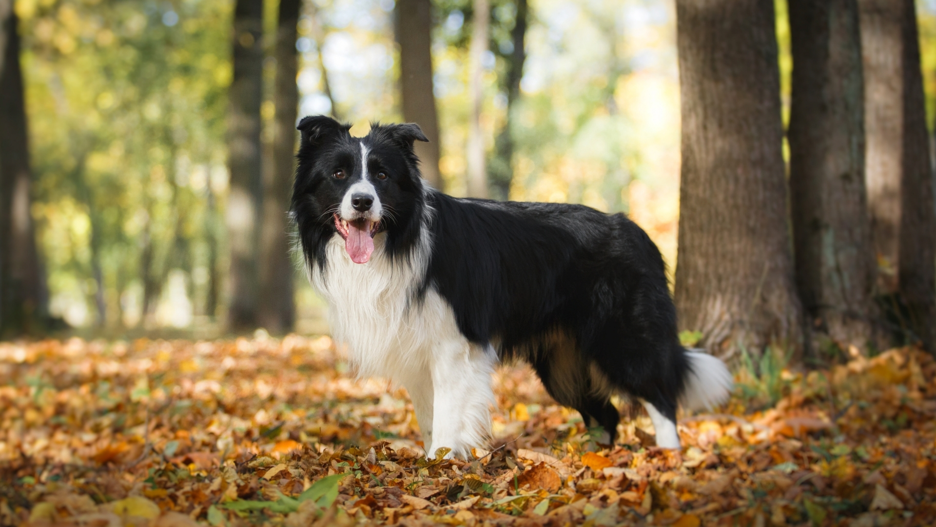 Border Collie Özellikleri ve Bakımı