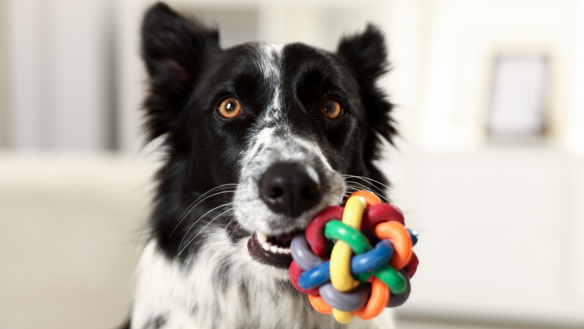 Border Collie Özellikleri ve Bakımı