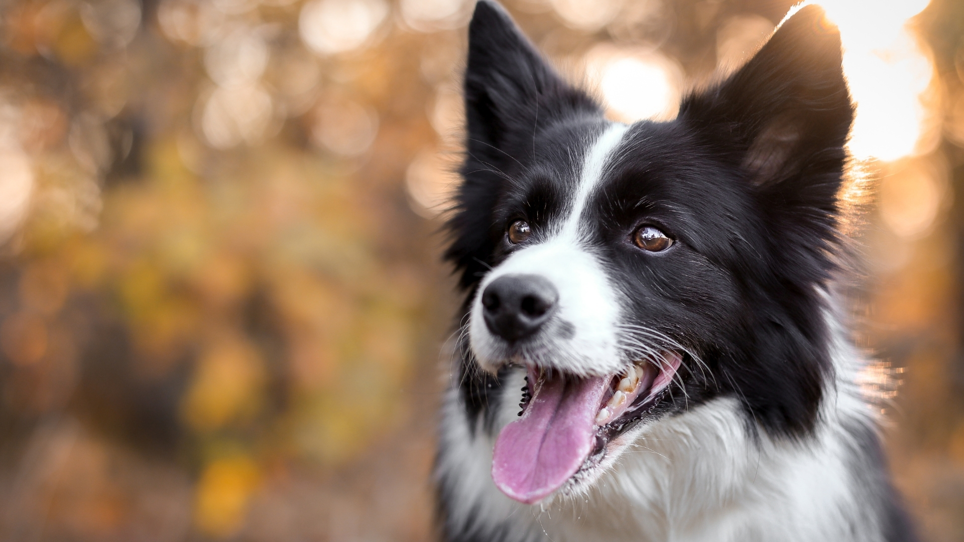 Border Collie Özellikleri ve Bakımı