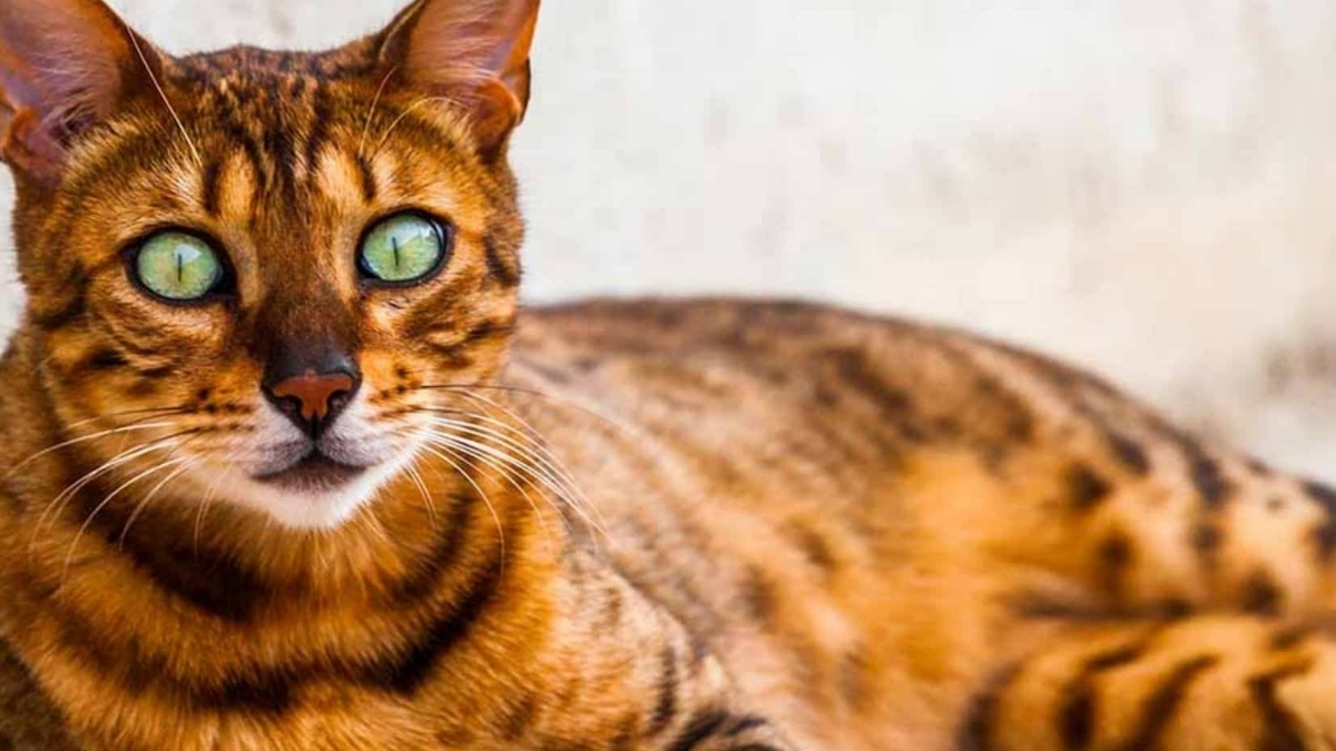 California Spangled (Kaliforniya Benekli Kedi) Özellikleri Ve Bakımı