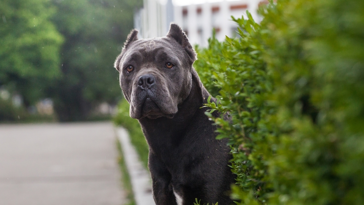 Cane Corso (İtalyan Mastifi) Köpek Irkı Özellikleri ve Bakımı