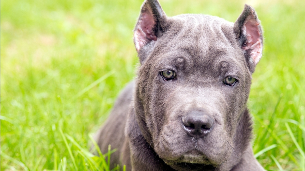 Cane Corso (İtalyan Mastifi) Köpek Irkı Özellikleri ve Bakımı
