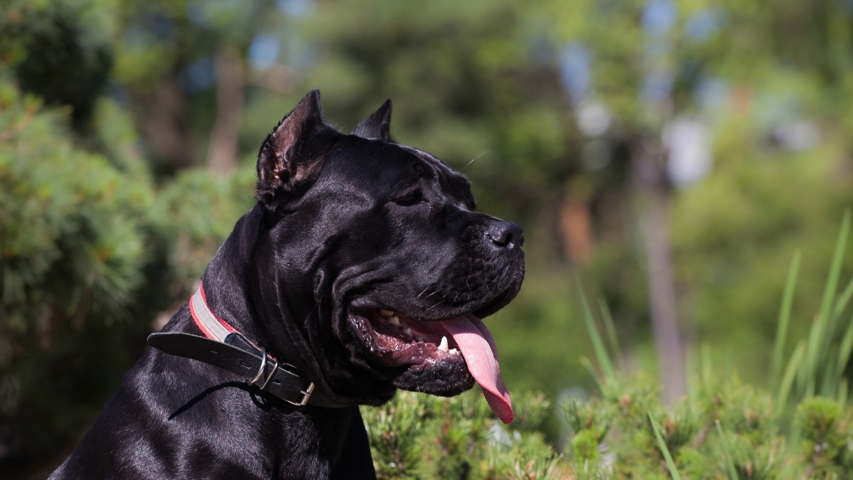 Cane Corso (İtalyan Mastifi) Köpek Irkı Özellikleri ve Bakımı