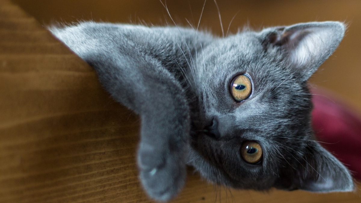 Chartreux Kedisi Özellikleri ve Bakımı