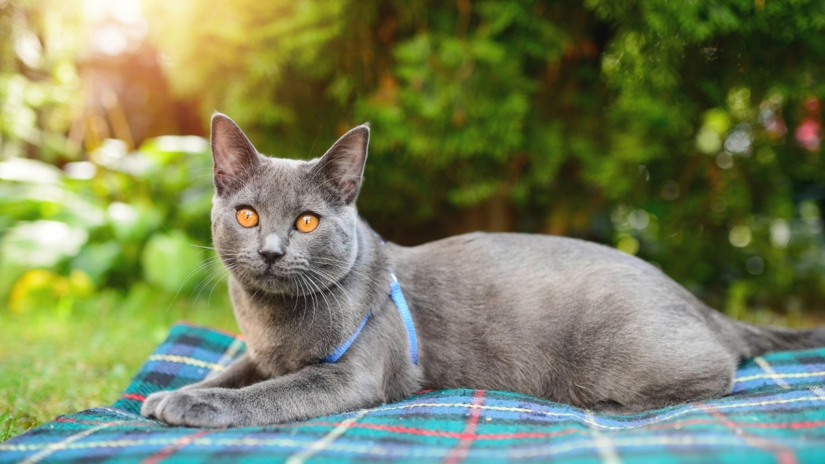 Chartreux Kedisi Özellikleri ve Bakımı