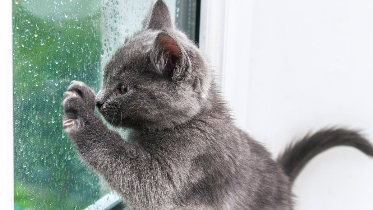 Chartreux Kedisi Özellikleri ve Bakımı