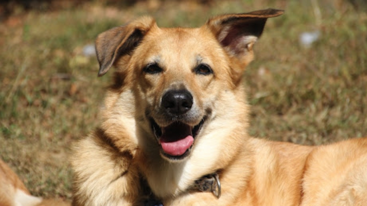 Chinook Köpeği Özellikleri ve Bakımı