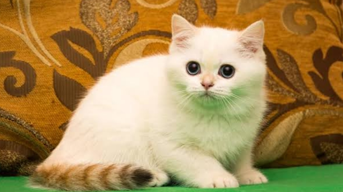 Colorpoint Shorthair Kedisi Özellikleri ve Bakımı