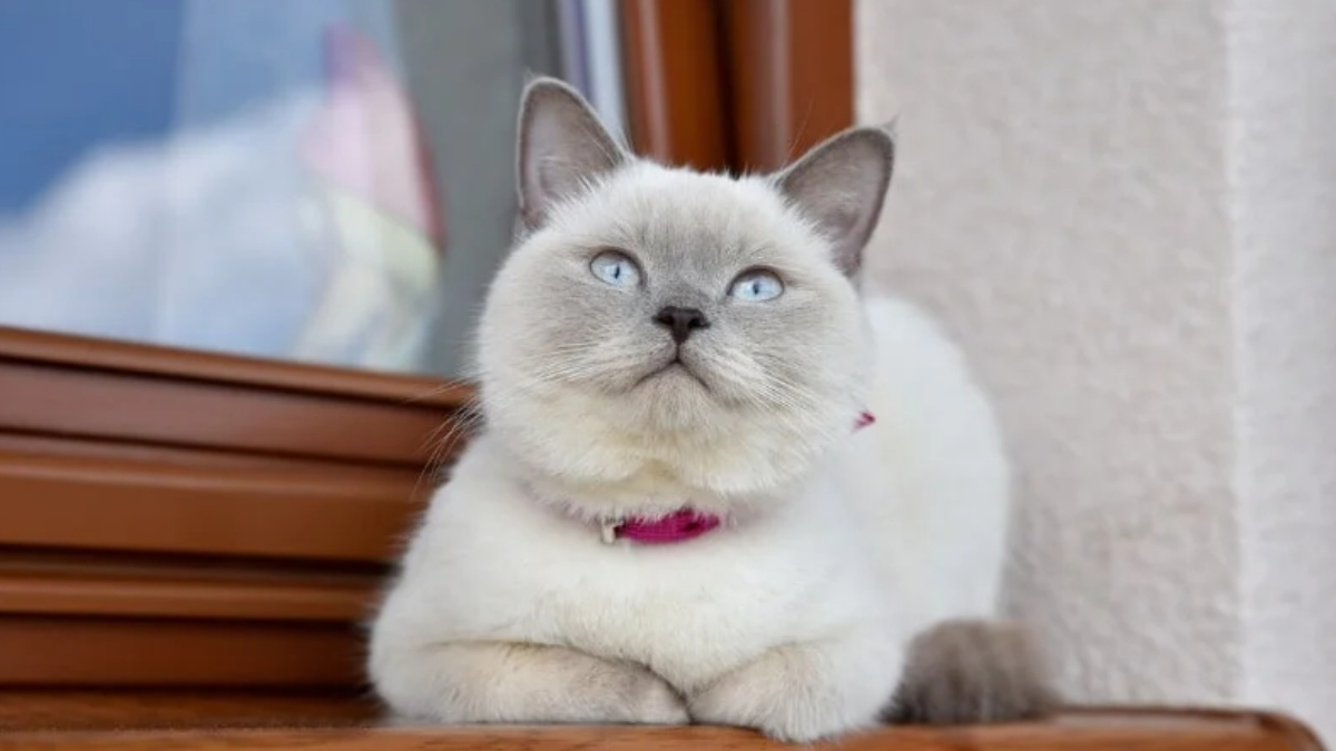 Colorpoint Shorthair Kedisi Özellikleri ve Bakımı
