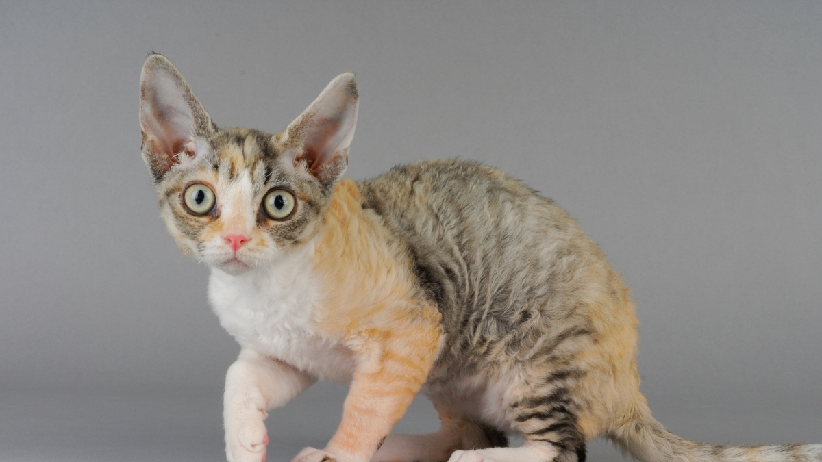 Devon Rex Kedisi Özellikleri Ve Bakımı