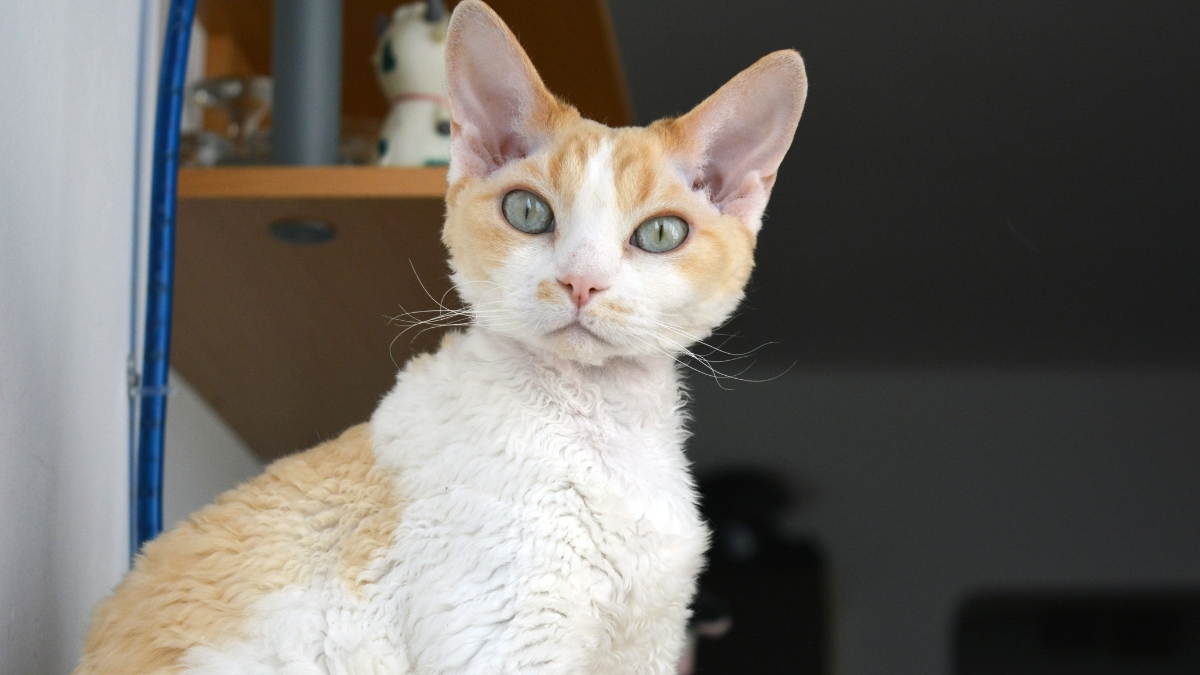 Devon Rex Kedisi Özellikleri Ve Bakımı