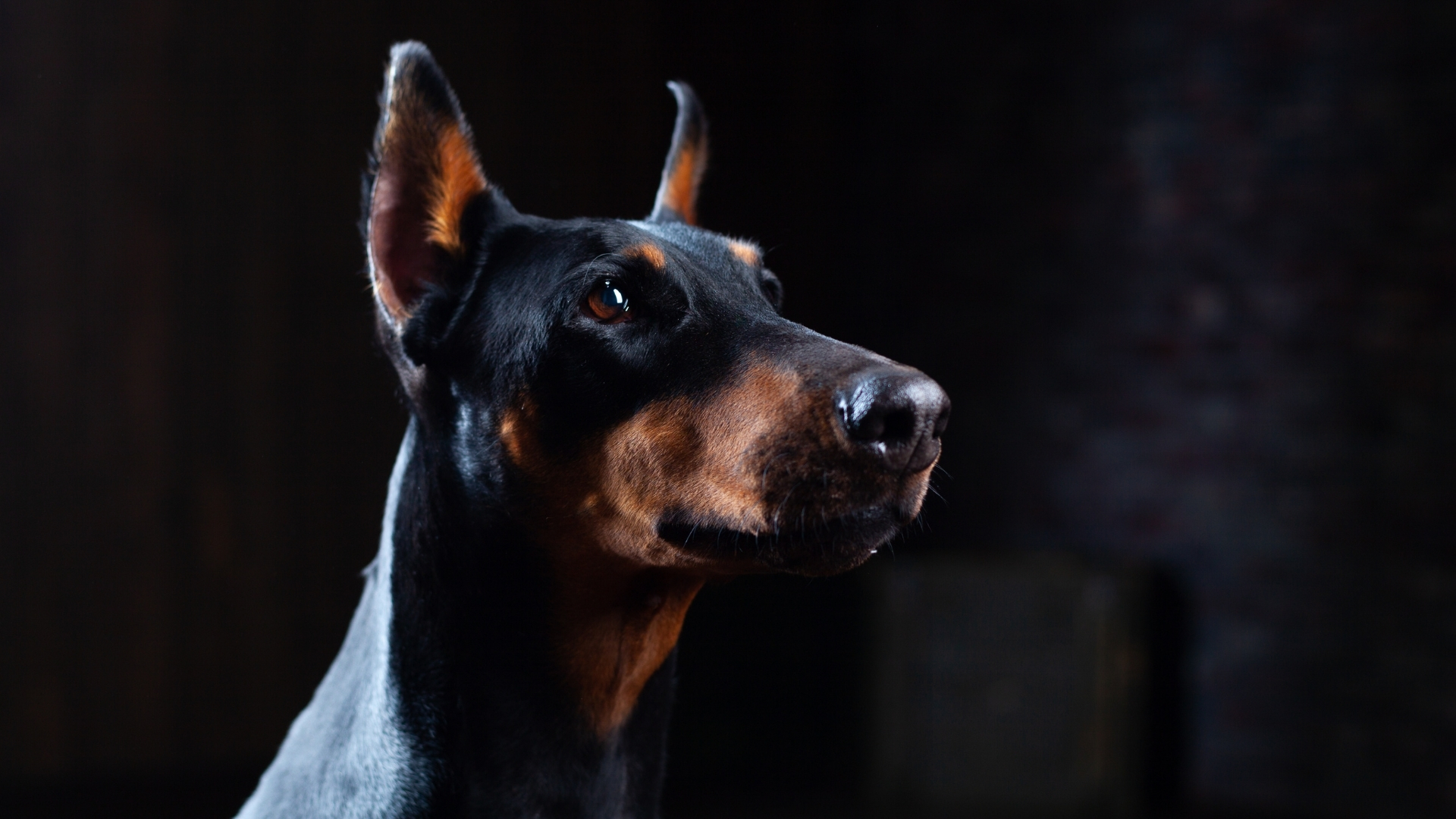 Doberman Pinscher Özellikleri ve Bakımı