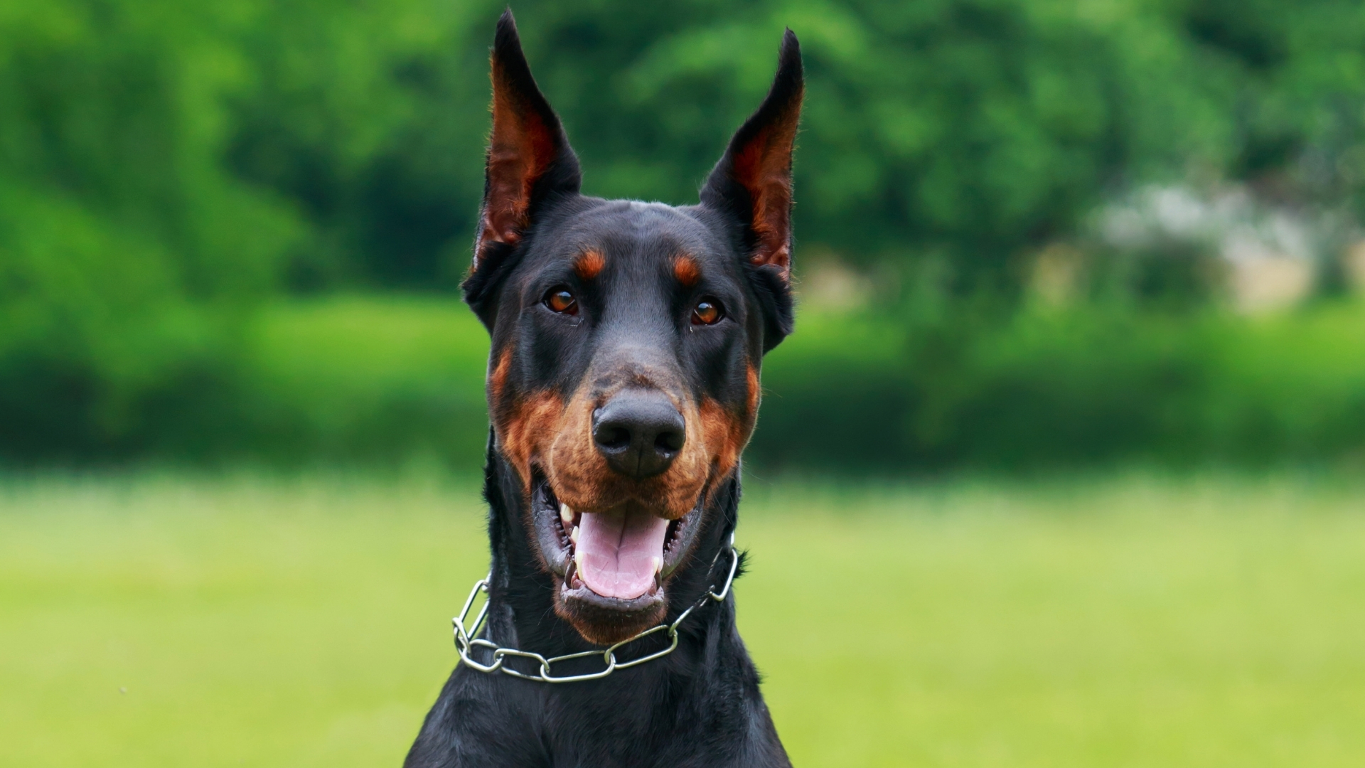 Doberman Pinscher Özellikleri ve Bakımı