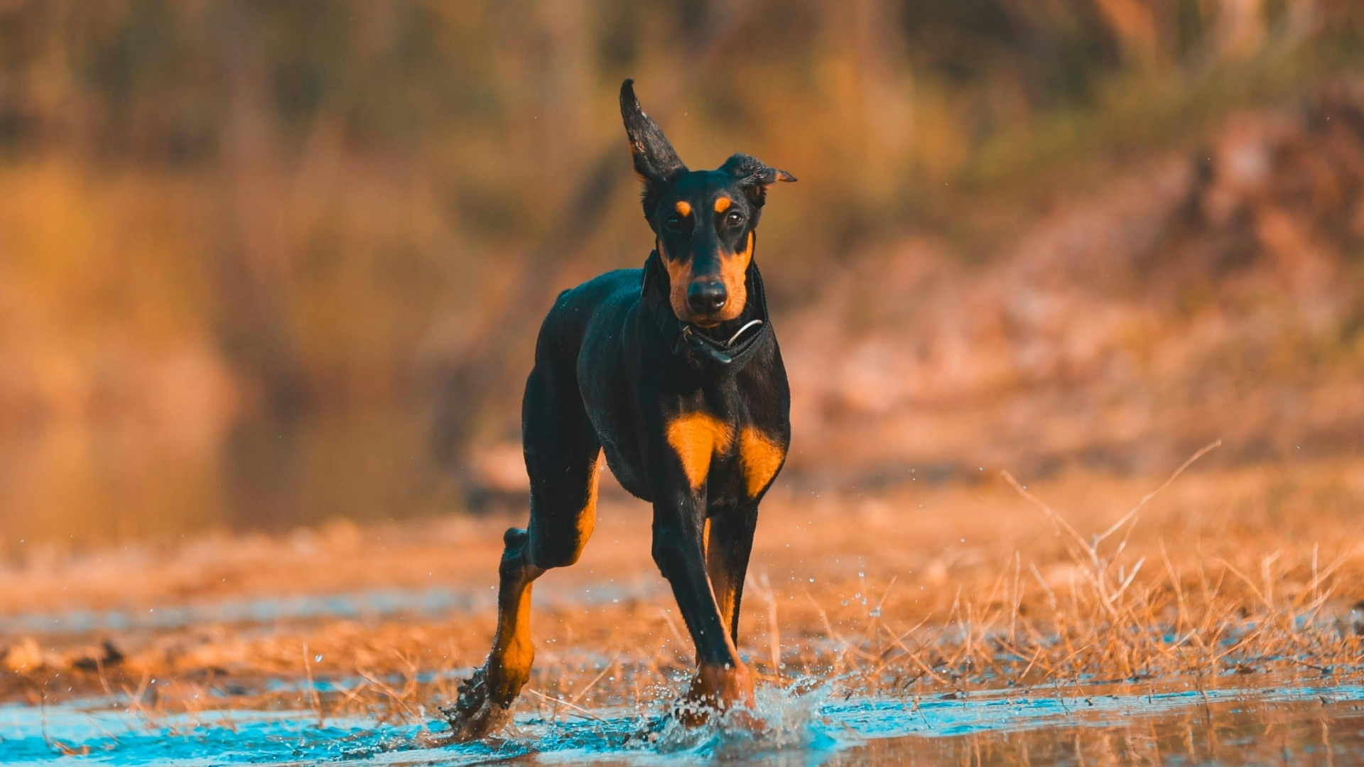 Doberman Pinscher Özellikleri ve Bakımı