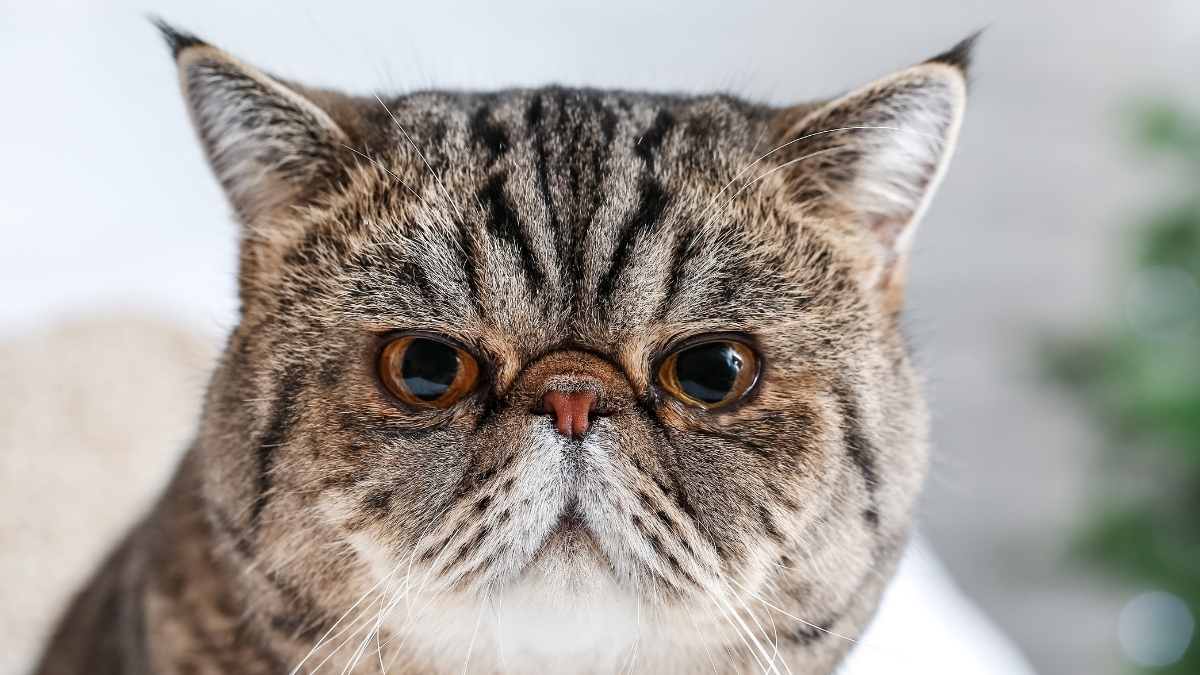 Exotic Shorthair Özellikleri ve Bakımı
