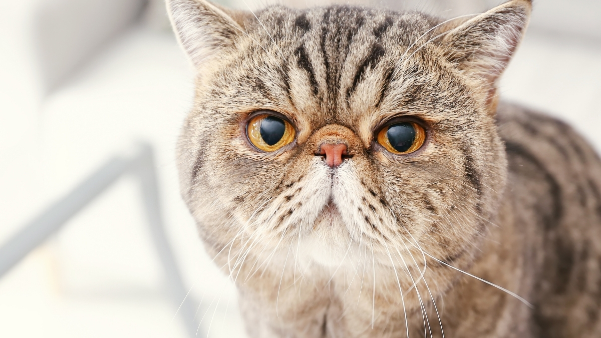 Exotic Shorthair Özellikleri ve Bakımı