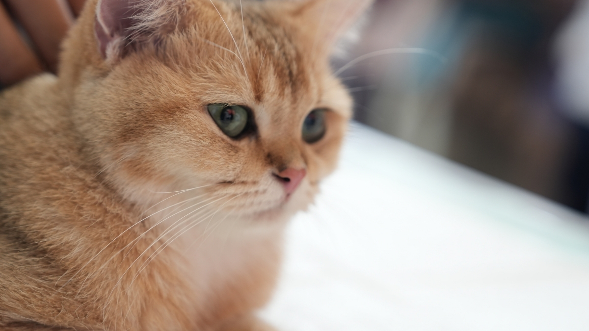 Exotic Shorthair Özellikleri ve Bakımı