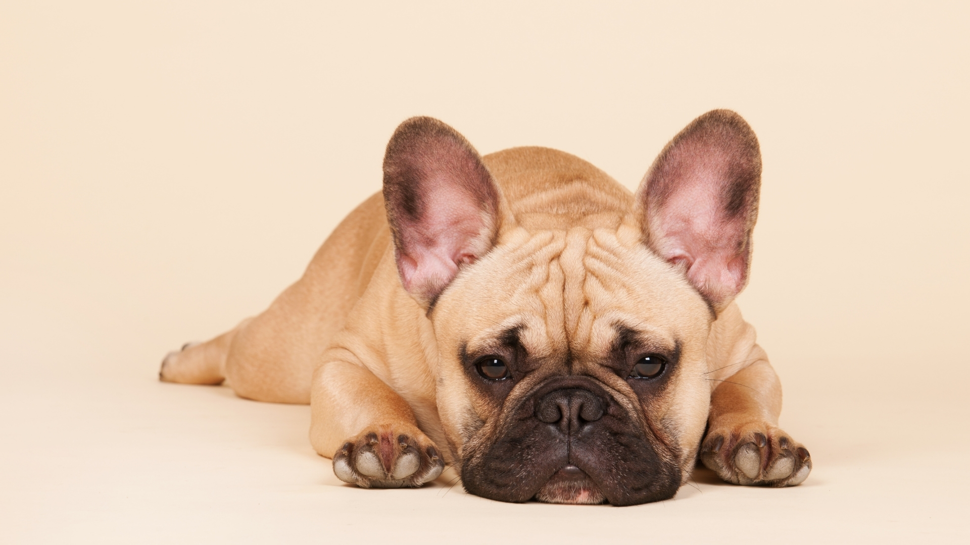 French Bulldog Özellikleri ve Bakımı