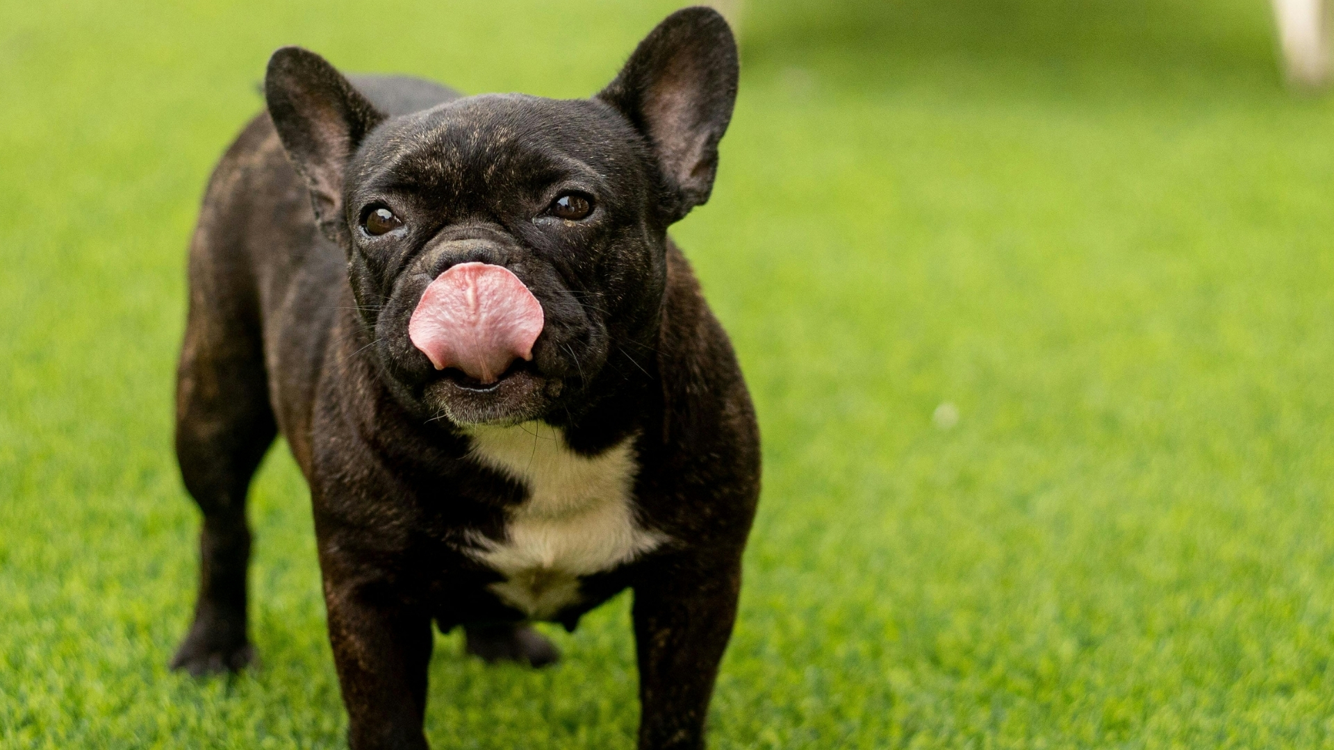 French Bulldog Özellikleri ve Bakımı