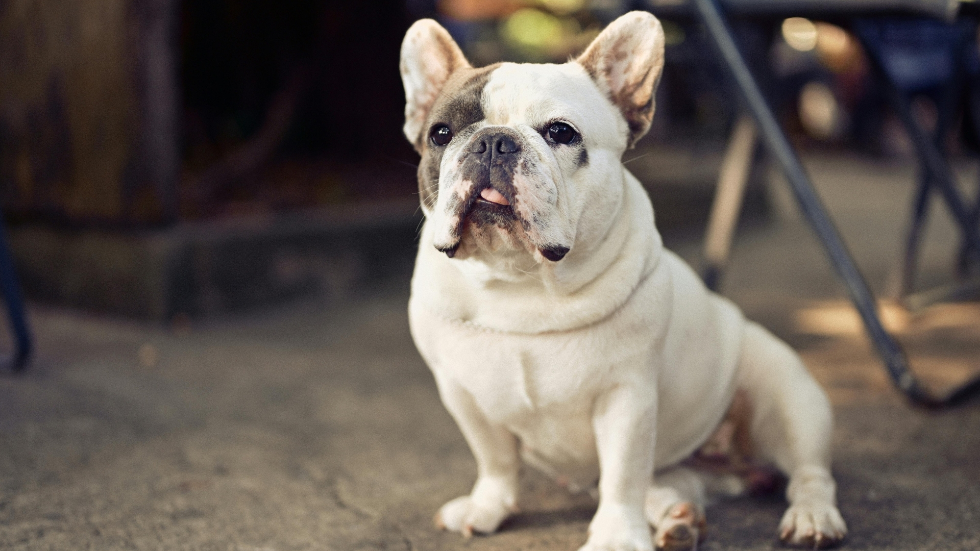 French Bulldog Özellikleri ve Bakımı