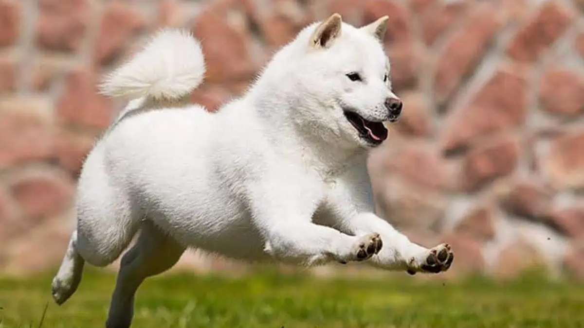 Hokkaido Köpeği Özellikleri ve Bakımı