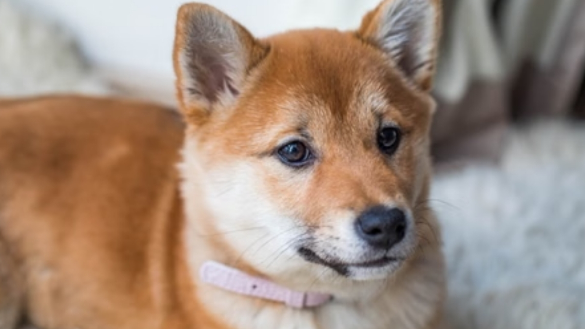 Hokkaido Köpeği Özellikleri ve Bakımı