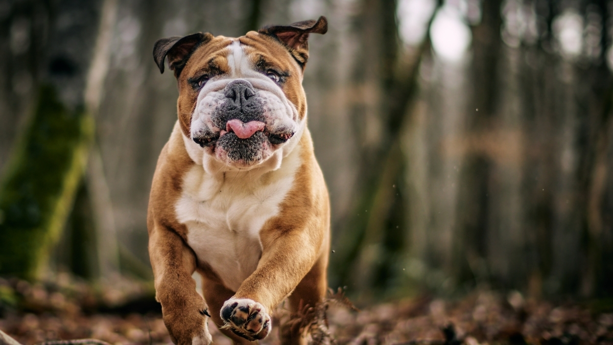 İngiliz Bulldog Özellikleri ve Bakımı