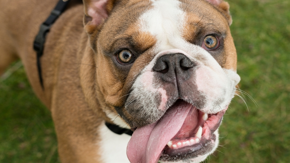 İngiliz Bulldog Özellikleri ve Bakımı