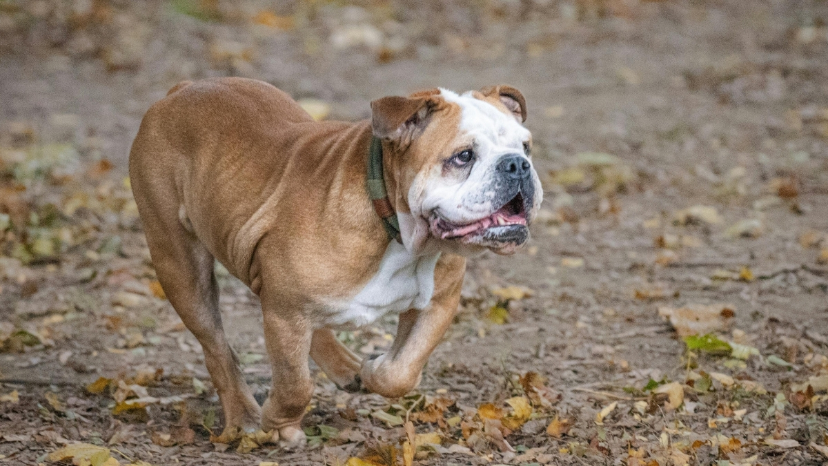 İngiliz Bulldog Özellikleri ve Bakımı