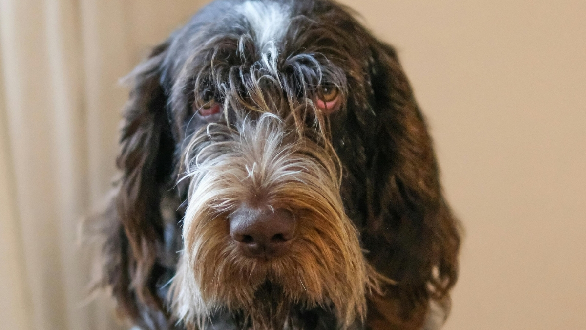 İtalyan Spinone Köpek Irkı Özellikleri Ve Bakımı