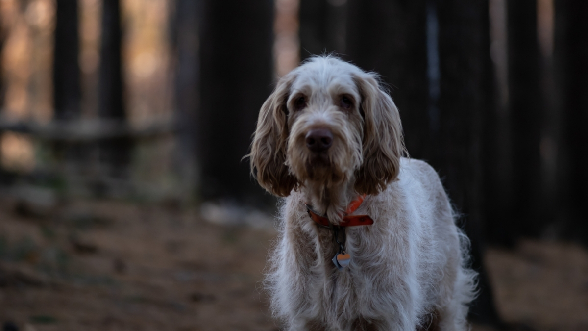 İtalyan Spinone Köpek Irkı Özellikleri Ve Bakımı
