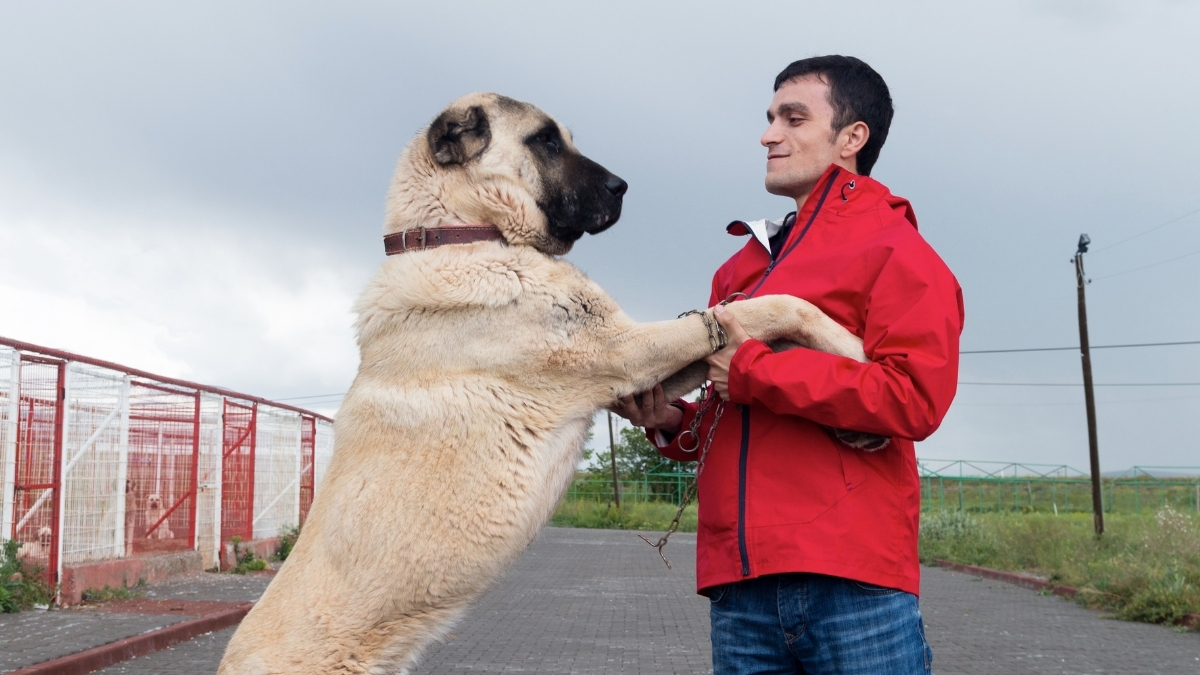 Kangal Özellikleri ve Bakımı