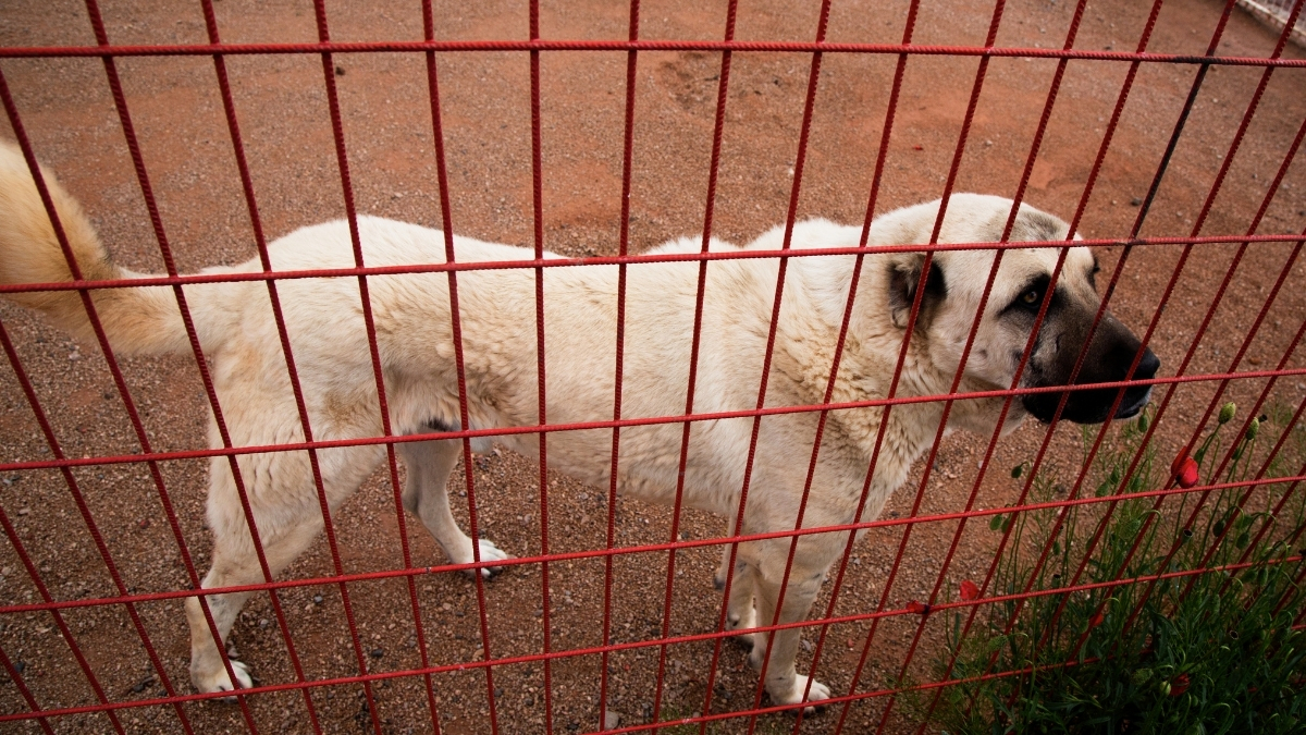 Kangal Özellikleri ve Bakımı