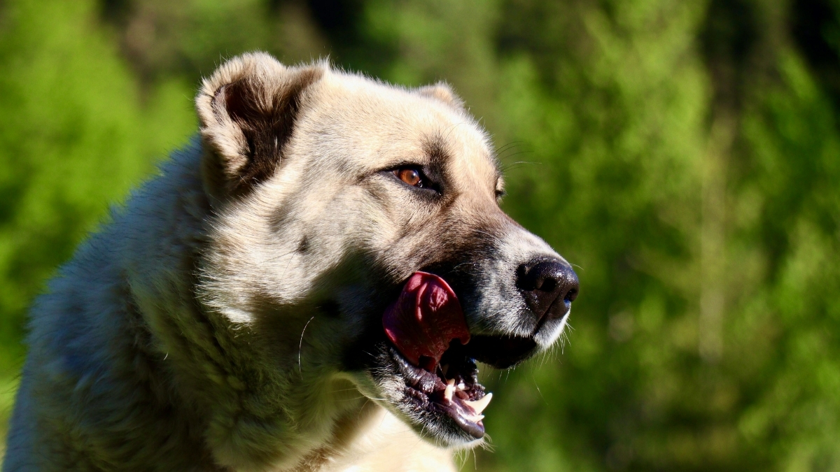 Kangal Özellikleri ve Bakımı