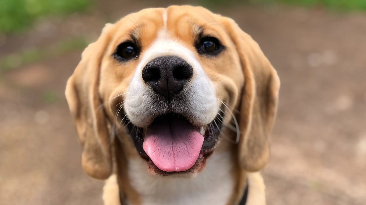 Köpeklerde Burun Akıntısı Neden Olur?